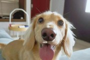 教你如何让腊肠犬的鼻子恢复健康（教你如何让腊肠犬的鼻子恢复健康）