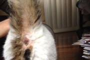 揭秘猫咪肛门腺的味道（猫咪肛门腺的功能和味道究竟是什么？）