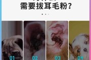 宠物狗耳毛的拔除频率（合理拔除宠物狗耳毛的注意事项与方法）