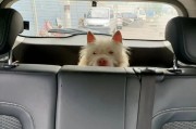 下司犬（探索下司犬的狩猎本领，揭秘其背后的秘密）