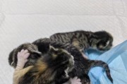 小猫脐带脱落时间的相关知识（探寻小猫脐带脱落的时机和注意事项）