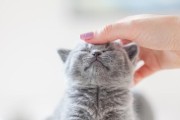 猫咪呼噜声的奥秘（揭开猫咪呼噜声背后的秘密）