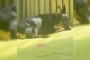 狗狗夏天需要晒太阳吗？（狗狗晒太阳的关键时段和注意事项）