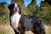 如何预防以伯恩山犬腹泻？（宠物健康从饮食开始）