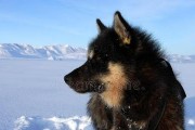 格陵兰犬饲养全攻略（从选择到训练，完美养成一只忠诚的伙伴）