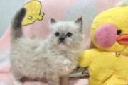 2个月的布偶猫串——可爱的毛球们（探寻它们的世界，了解它们的习性）