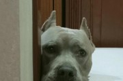 狗狗的自愈能力（以宠物为主，探讨狗狗自愈能力的奇妙之处）