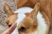 解析狗狗指甲上的白色物质（揭开狗狗指甲下白色物质的谜团）