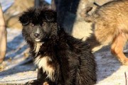 狗狗重症肌无力，一场宠物与主人的生死之旅（治愈与坚持，让狗狗重新活力四射）