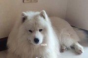 如何防止萨摩耶拆家？（宠物爱拆家？教你几招防护措施！）