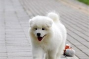 萨摩幼犬体质锻炼指南（每天让宠物更健康，享受陪伴生活）