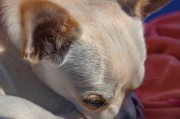 吉娃娃睡眠时间揭秘（了解吉娃娃的睡眠习惯与醒来时间）