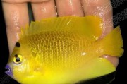 蓝嘴吊饲养全攻略（了解蓝嘴吊的饲养细节，让它健康成长）