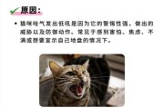 猫生气时的举动及表现（猫生气的表现和如何应对）
