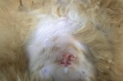 小猫脖子伤口结痂的处理方法（快速有效治疗小猫脖子伤口结痂的秘诀）