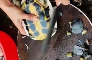 乌龟脱壳的方法与风险（如何正确地帮助乌龟脱壳，避免伤害风险）