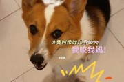 揭秘柯基掉毛严重的原因（探究掉毛原因，让宠物更健康）
