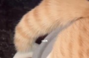 揭秘猫咪尾巴语言（探究猫咪尾巴动作的含义及其背后的秘密）