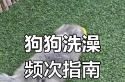狗狗洗澡的最佳时间（探索狗狗适宜洗澡的时机和方法）