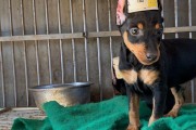 迷你杜宾幼犬美容大全（如何给你的迷你杜宾幼犬做一次完美的美容？）