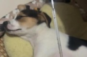 狗感冒前症状揭秘（了解狗感冒前症状，守护宠物健康）