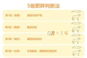 如何正确饲养包兰格海角陆龟（养护方法、饲料选择、环境营造等）