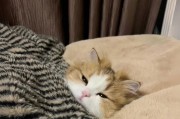 为什么以猫长大的它们如此懒散？（探究猫咪成长过程中的懒散特质）