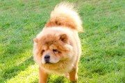 夏季松狮犬的养护指南（如何让你的宠物松狮犬度过炎热的夏季）