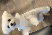 如何解决以马尔济斯犬毛打结问题（关爱宠物毛发健康，让你的以马尔济斯犬更美丽）