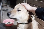 狗能听懂我们说什么吗？（探索狗对人类语言的理解能力及其意义）