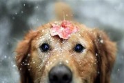 狗狗口水多的原因与解决方法（探究口水多的狗狗的生理和行为特点，提供多种解决方案）