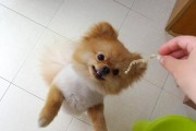 探究博美的优点（以宠物为主，分享博美的十大优点）