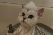 猫咪洗澡的正确时间（以宠物为主，为您介绍猫咪最佳洗澡时间）