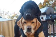 以狗陪狗——犬类社交的重要性（狗之间互动的益处与重要性）