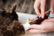 猫咪手术前的准备（为你的宠物猫做手术前要做什么？）