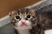两个月的小猫能否食用营养猫条？