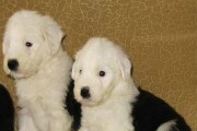 选购古代牧羊犬幼犬的注意事项（以宠物为主，全面分析如何选购古代牧羊犬幼犬）