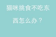 猫咪的饮食习惯与喂养方法（如何找到最适合猫咪的饮食方式）