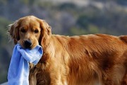 冬季老龄犬饲养全攻略（宠物健康需您的呵护，小心冬季犬只疾病）