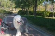 古代牧羊犬的饲养指南（培养你的宠物牧羊犬的技巧和建议）