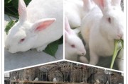伊拉兔饲养全攻略（从选择品种到喂食技巧，全方位解读如何养好伊拉兔）