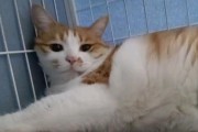 猫蔫的原因与解决方法（探究猫蔫情况的原因及对策分析）