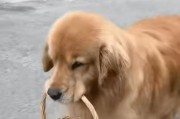 金毛犬的换牙期及相关注意事项（金毛犬换牙的时间表和保健提示）