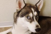 打造亮眼哈士奇毛发的秘诀（宠物美容必备技巧，让您的爱犬焕发光彩）
