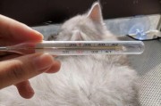 小猫体温低的原因及处理方法（了解小猫体温低的常见情况和保健方法）