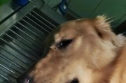 探讨金毛长瘤子的症状及预防治疗（了解金毛长瘤子的原因与应对方法）