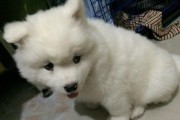 以萨摩耶犬感冒治疗全攻略