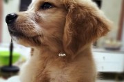 金毛内心世界的秘密（探索宠物犬的情感世界，让你更深入了解你的金毛）