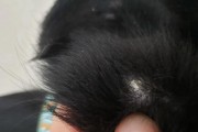 狗狗身上的白色皮屑是什么引起的？（探究狗狗皮屑问题，助您改善宠物生活）