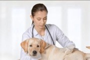 宠物犬为什么必须打疫苗？（养狗人必看！疫苗是保障宠物健康的必要手段）